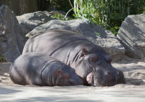 Two hippos, mother and child in a zoo