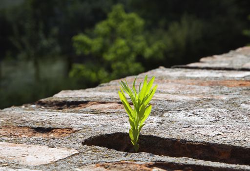 Young plant growing on an old brick wall