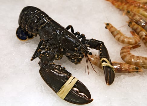 Lobster with tied claws in a market
