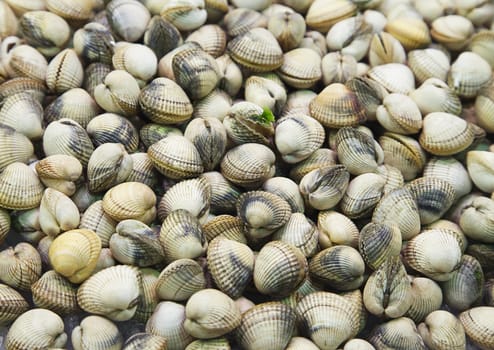 Fresh clam close-up in an open-air market