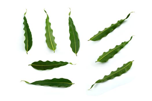 Many shots of isolated leaf on white background