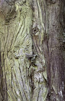 Texture of old grey bumpy tree bark