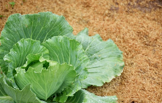 Soft focus on cabbage and drop on it in field that alive with paddy on ground (selective focus on center of cabbage)