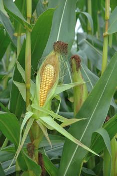 An ear of ripe corn