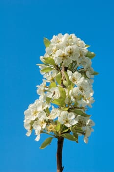 Pear Tree Blossoms