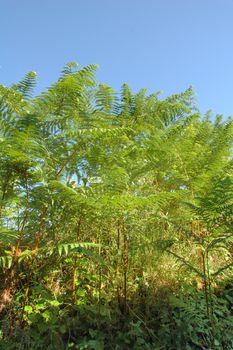 Green ferns