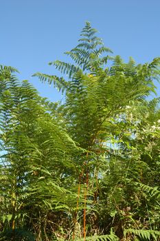 Green ferns