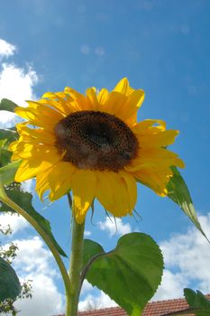 Sun flower