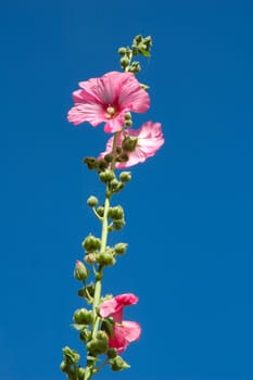  Garden hollyhock lcea Althea rosea