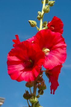  Garden hollyhock lcea Althea rosea