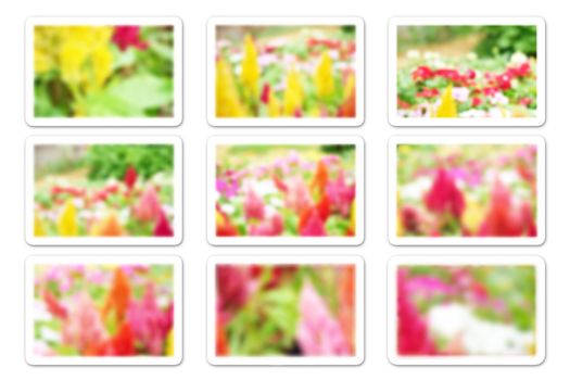 Many different frames of blurred flower background