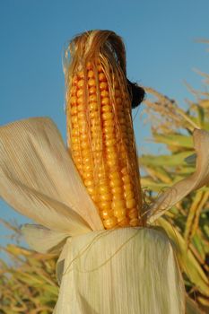 An ear of ripe corn