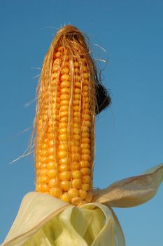 An ear of ripe corn