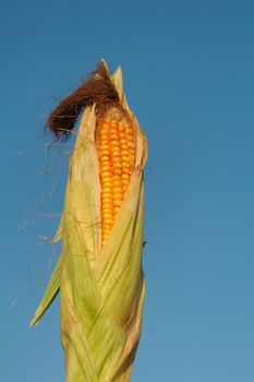 An ear of ripe corn