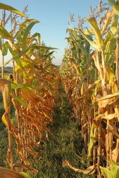 Corn field