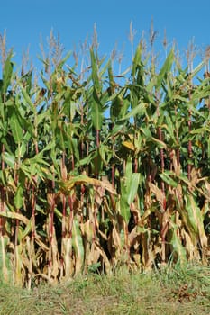 Corn field