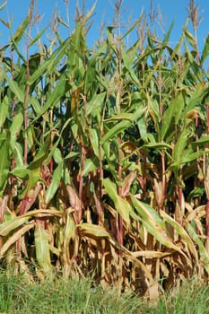 Corn field