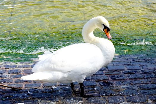 Swan in zurich lake Switzerland         