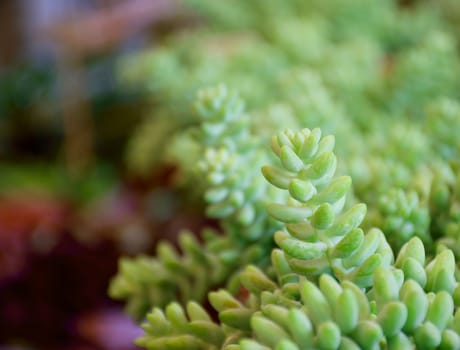 Soft focus to line with group of Succulent Plants (selective focus on top of middle plant)