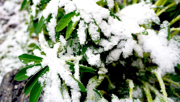 plant and snow close up