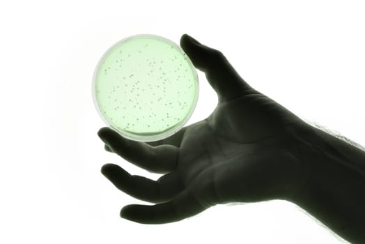 Image of a hand holding a Petri dish