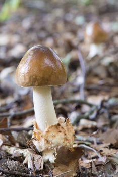 Mushroom Amanita fulva in Winterswijk in the Netherlands
