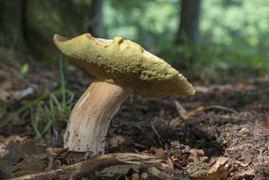 Boletis Edulis mushroom in Winterswijk in the Netherlands