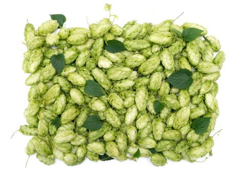 Hop texture