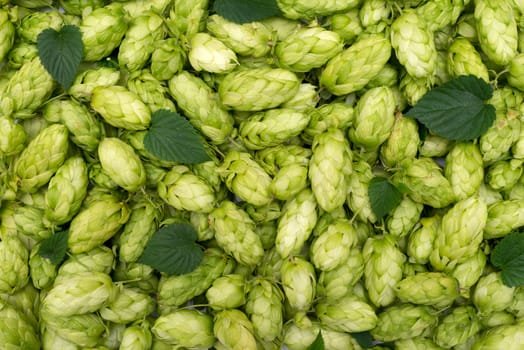 Hop texture