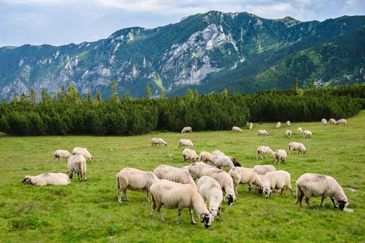 Sheep herds at alpine pastures in Retezat National Park, Carpathians, Romania. 