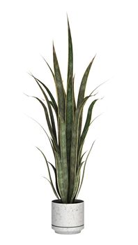 3D digital render of a sansevieria in a flower pot isolated on white background
