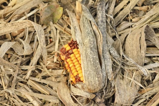 Corn in the middle of one fields dry