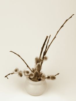Branches of Small Fluffy Pussy-Willow in Pot. Retro Styled