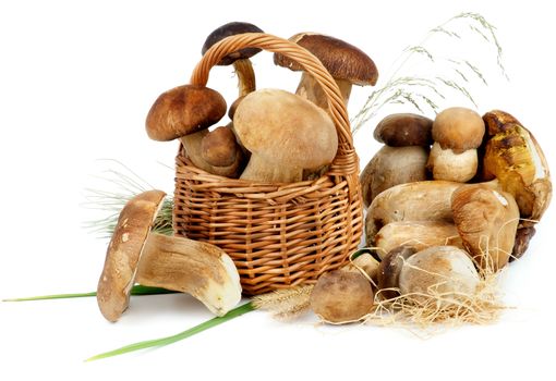 Heap of Fresh Raw Boletus Mushrooms with Stems and Grass in Wicker Basket closeup on White background