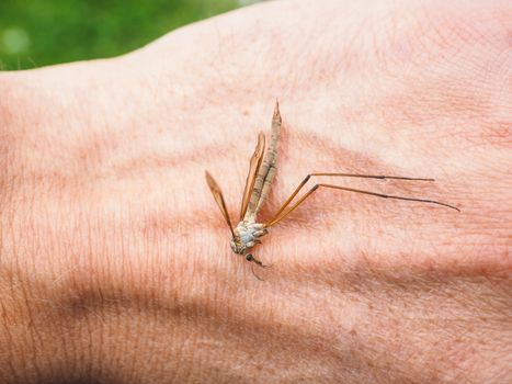 Cranefly insect laying dead on a hand