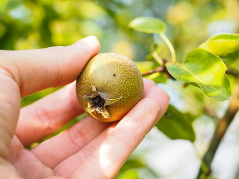 Hand of a caucasian person harvesting ripe pear from tree