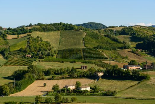 In the picture a beautiful view of the hills of Piacenza (Castell'Arquato) and its vineyards.