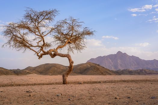 In the picture a valley in the desert with an Acacia tree with mountain rock and clouds in the background.