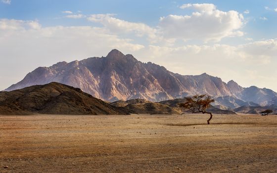 In the picture a valley in the desert with an Acacia tree with mountain rock and clouds in the background.