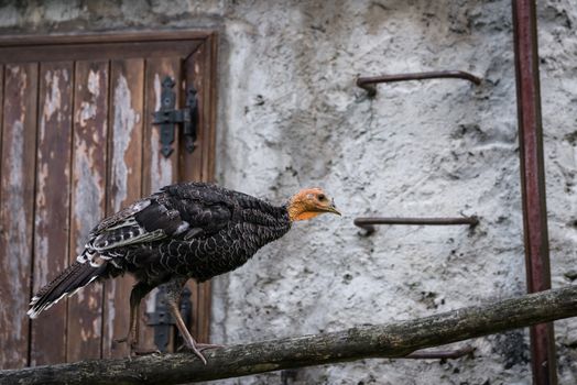 In the picture a turkey while walking on a wooden beam