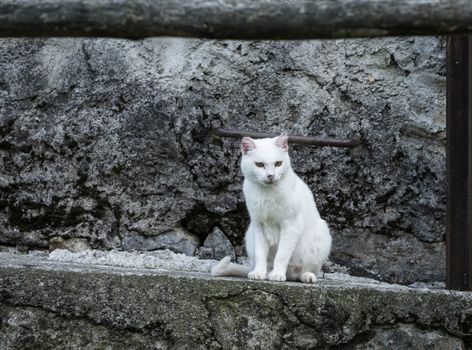 In the picture a white cat sitting in the middle of a natural frame background with stone