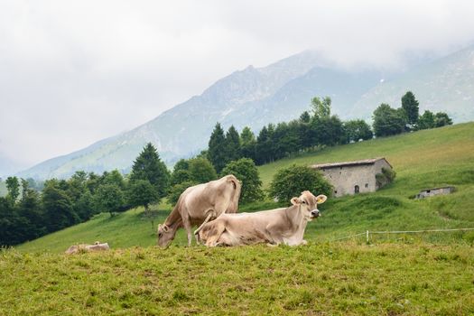 In the picture of cows grazing in the mountains on the Italian Alps in the Valley Seriana ( Bergamo )