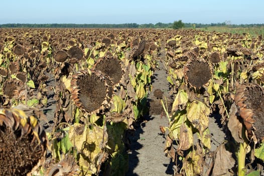 Letter from the mature sunflower dry before harvest.