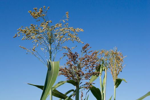 Broomcorn seeds ripen in autumn in the field.