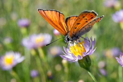 Common hay butterfly (Coenonympha glycerin) in wild flowers.