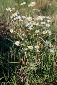 oxeye daisy (Chrysanthemum leucanthemum) in the autumn field flower.