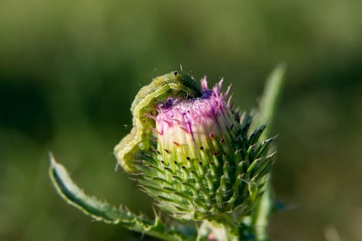 Cabbage butterfly larva of the feast of daisies thistle