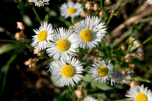 oxeye daisy (Chrysanthemum leucanthemum) in the autumn field flower.