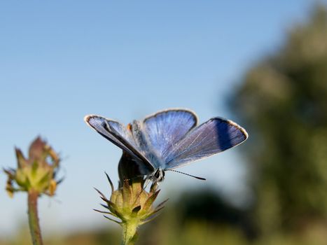 Common blue (Polyommatus icarus) in the autumn flowers