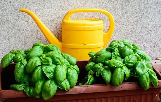 In the picture a vase with young basil and behind a yellow watering